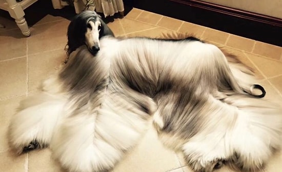 Шерсть этой самой стильной собаки в мире выглядит в сто раз лучше, чем ваша салонная укладка!