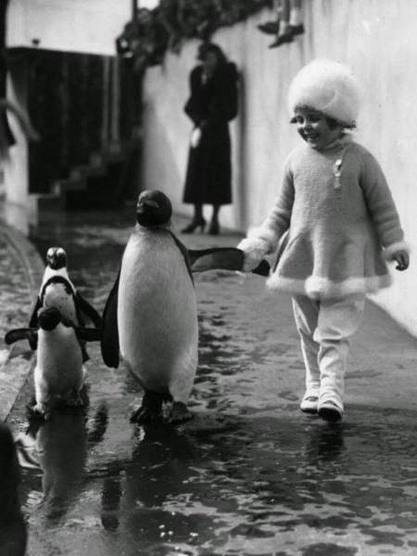 8. Londra Hayvanat Bahçesinde penguenler ile yürüyen bir çocuk.