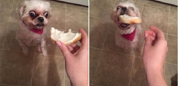 6. "Целый кусок хлеба с маслом? Мнеее? Глазам своим не верю!!!"