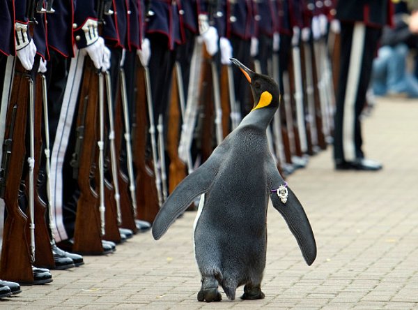 20. 2008 yılında, Norveç’te bir penguene şövalye unvanı verilmiştir.