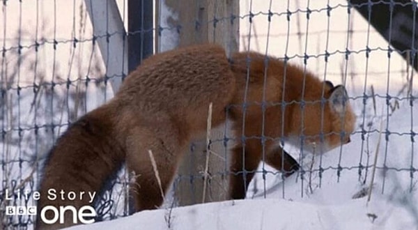 15. Как? Как она могла пролезть в эту дырочку?!