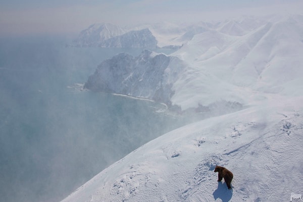 4. "Бурый медведь" (2011)
