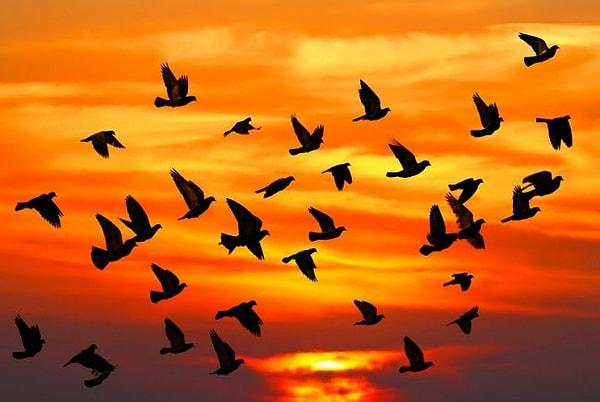 7. Göçmen kuşların tek tek değil de, gruplar halinde uçmasının evrimle ilgisi, bilimsel olarak en iyi nasıl açıklanabilir?