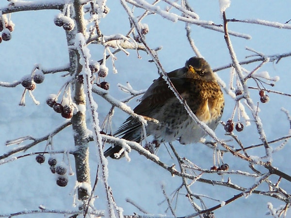 9. Тот, кто остался с какой-либо специальной целью где-либо на зимовку: