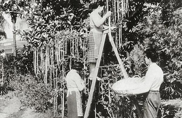 2. 1950'li yıllarda İtalya'nın Crotone şehrinde görünüşü ve tadı spagettiye benzeyen bir meyve yetişen ağaçlar tespit edilmiştir.