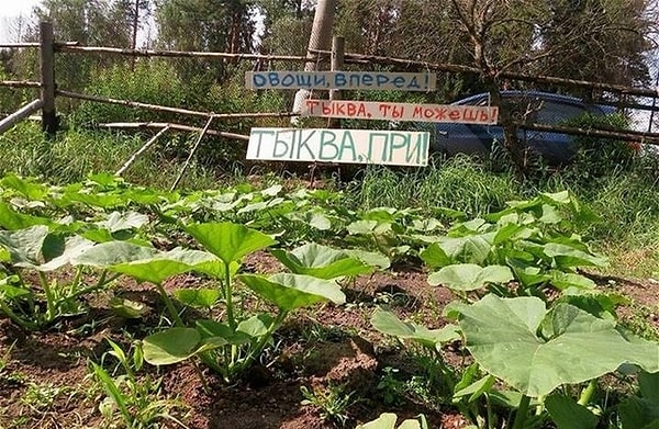 2. Овощные культуры тоже нуждаются в мотивации. В общем, тыква, мы верим в тебя!