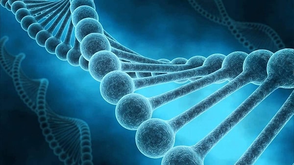 10. Мы стареем из-за ошибок в ДНК