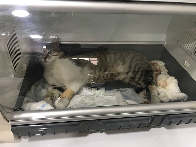 Diğer kedinin ise klinikte tedavisinin devam ettiği öğrenildi.