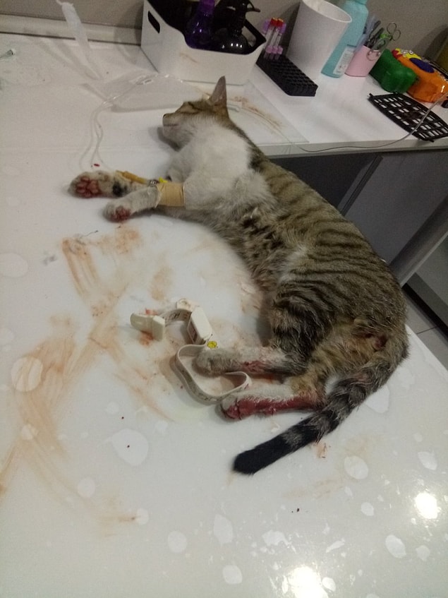 Öte yandan olayın araştırılmasını isteyen öğrenciler, polis ekiplerinin 'kedileri gömün' cevabını verdiklerini iddia etti.