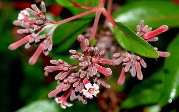 7. Хинное дерево - символ какого государства?