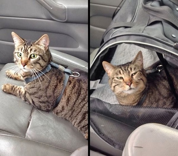 14. Когда сказали, что везут тебя к ветеринару