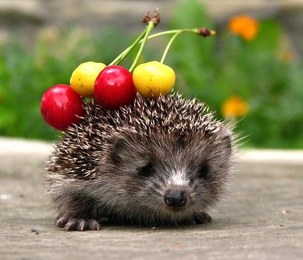 9. Выберите наиболее симпатичное вам животное: