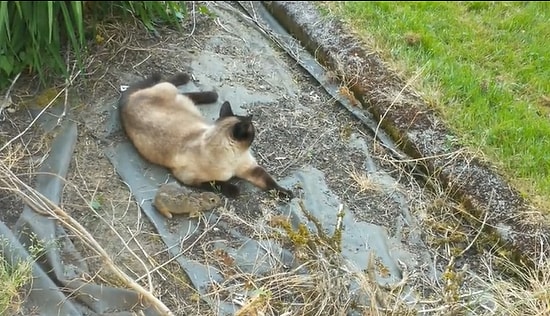 Yakaladığı Tavşanı Baykuşa Kaptıran Şanssız Kedi