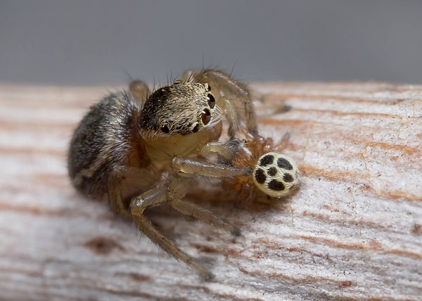 12. Материнская забота