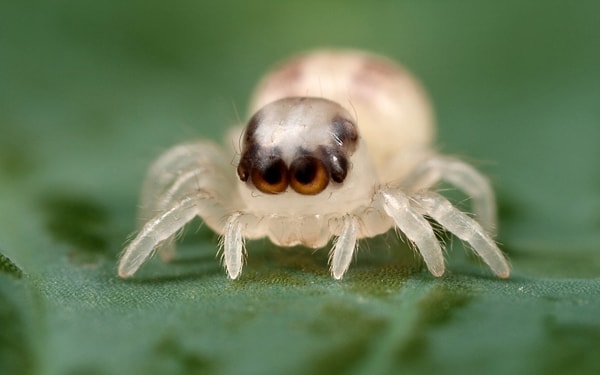 15. Да он даже мухи не обидит! 😉