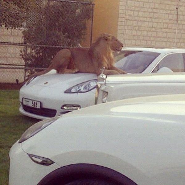 9. Sahibinin arabasına dönmesini bekleyen bir aslan...