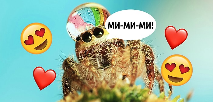 Пауки тоже бывают «ми-ми-ми»: 18+ фото, которые мигом вылечат вашу арахнофобию