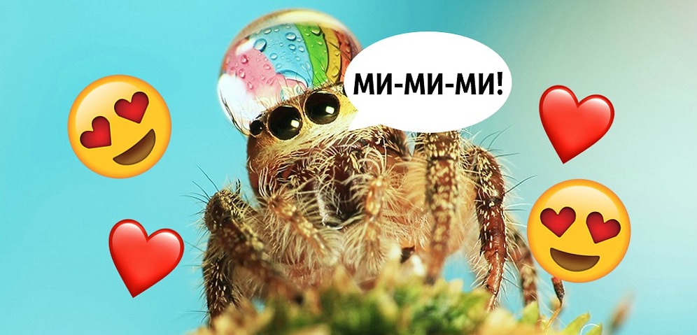 Пауки тоже бывают «ми-ми-ми»: 18+ фото, которые мигом вылечат вашу арахнофобию