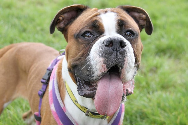 5. Знаете, как будет по французски "собака"?