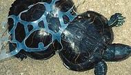 15 Ways Every Plastic Bottle You Throw Away Puts Animals in Danger