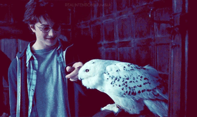 В оригинале сову Гарри зовут Hedwig, а названа она так в честь Ядвиги Силез...