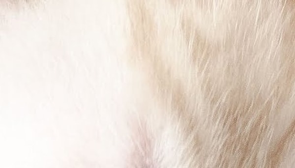 1. Это щенок или котенок?