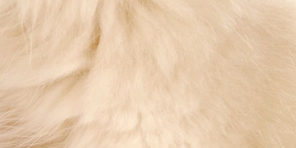 3. Это щенок или котенок?