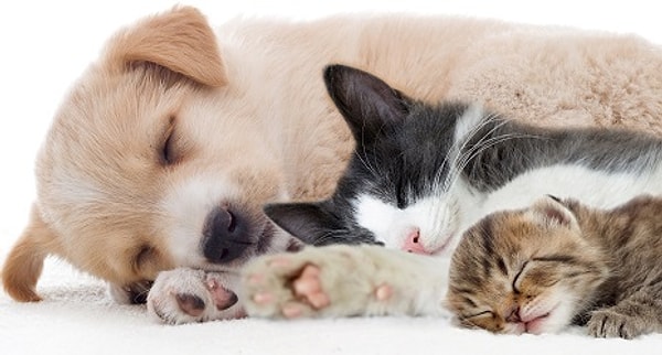 Показать правильный ответ: