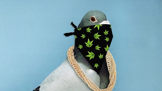 Наркоторговцы теперь используют и голубиную почту: полицейские нашли на спине одной из птиц мешочек с экстази