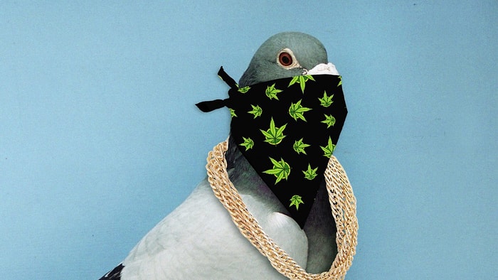 Наркоторговцы теперь используют и голубиную почту: полицейские нашли на спине одной из птиц мешочек с экстази