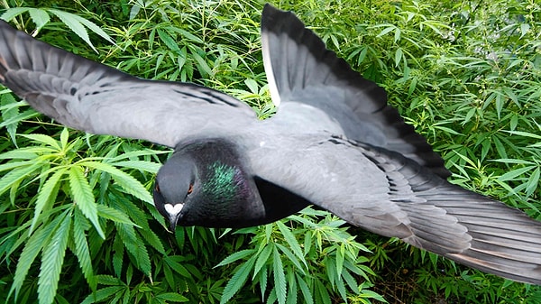 3. Как легко догадаться, почтовые голуби – простой и безопасный способ перевозить наркотики.