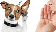 Доказано наукой: собаки понимают, что вы им говорите, независимо от интонации!