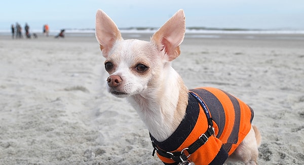 5. По сути точно так же, как и мозг человека воспринимает речь.