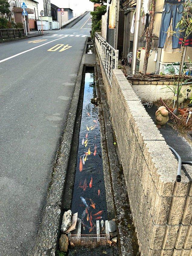 15. Koi balıkları, Japonya'daki akıtma kanallarında bile yaşayabiliyor.