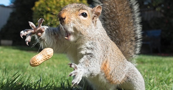 20. "Нет, мой арахис!"