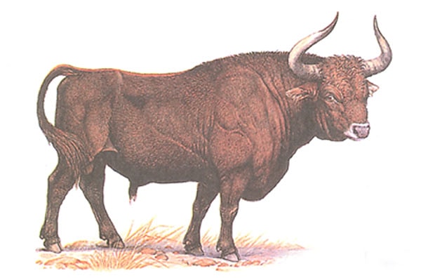 4. В 1627 году в Польше погиб последний тур - первобытный бык, прародитель современного крупно-рогатого скота. Что стало причиной исчезновения вида?