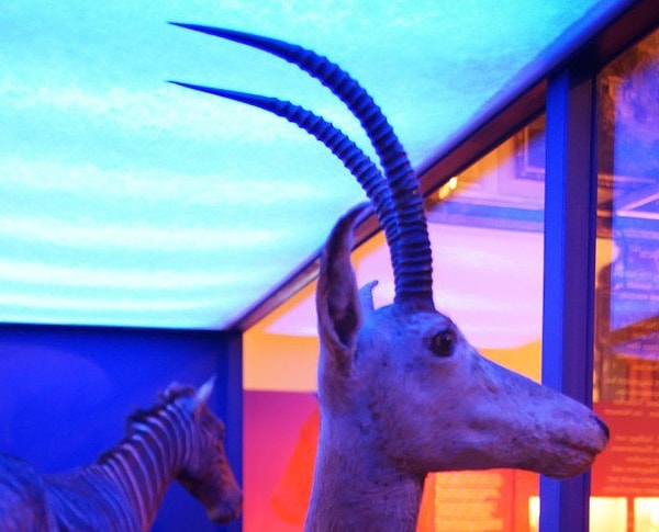 7. Всего два века назад в этой стране можно было встретить голубую антилопу.