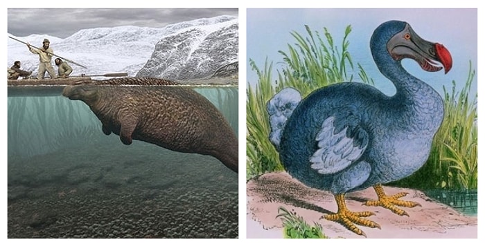 Черная книга: Тест на знание вымерших животных