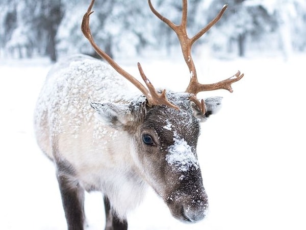 3. Что скажете насчёт северного оленя?