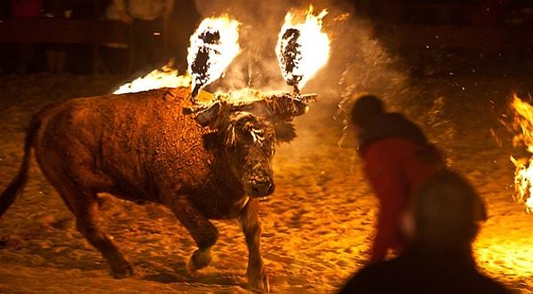 1. İspanya'da her yıl yapılan festivalde boynuzları yakılan boğalar halk arasına salınıyor ve daha sonra öldürülüyor.