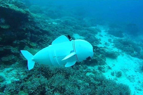 18. Bilim insanları, okyanus hayatını daha iyi gözlemleyebilmek için bir robot balık geliştirdiler.