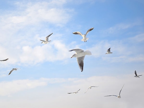 3. Выбираем птицу: