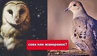 Тест: Вы сова или жаворонок?