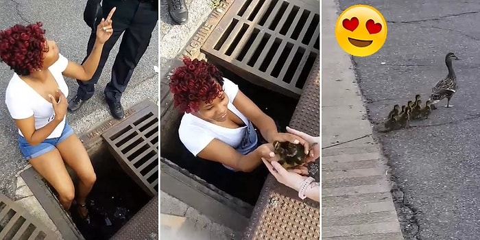 Drenaj Çukuruna Düşen Ördek Yavrularını Kurtaran Gözü Pek Kadın