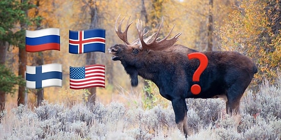 Лось или олень? Тест по национальным животным стран мира