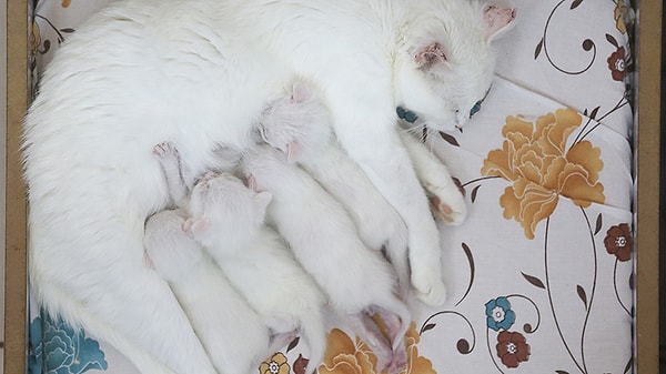 Одно время эти кошки были на грани исчезновения, но сейчас, благодаря заботе сотрудников центра, опасность миновала.