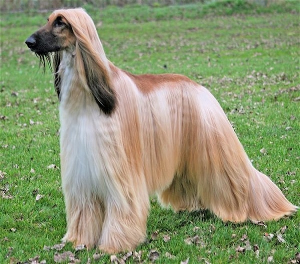 1. Что это за порода?