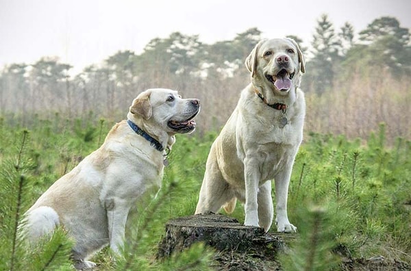 14. Что это за порода?