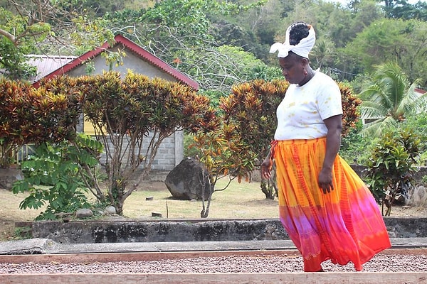 10. Бобы регулярно переворачивают, чтобы убедиться, что они просохли равномерно