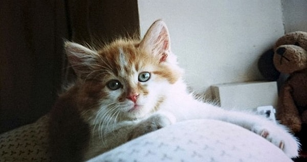 3. "Он был маленьким котенком, которого родила кошка подруги моей сестры, а я только что покинула родительский дом", - объяснила она.